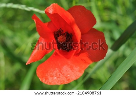 Poppy flower or papaver early spring on a green grass backgroung High quality stock photo. 