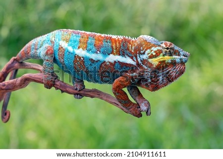 The beautiful Panther Chameleon (Furcifer pardalis) on bokeh background. Royalty-Free Stock Photo #2104911611
