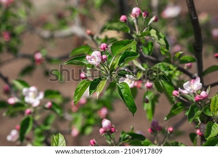 Blooming apple tree in spring. Pink flowers of an apple tree