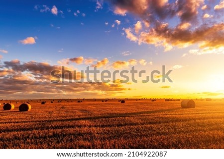 A field with haystacks on an autumn evening with a cloudy sky in the background at sunset or sunrise. Procurement of animal feed in agriculture. 