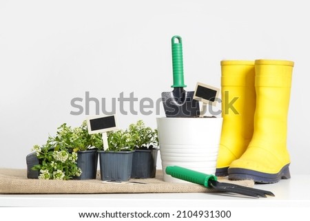 Gardening tools, plants and flowers in small pots ready for transplanting, studio shot.	