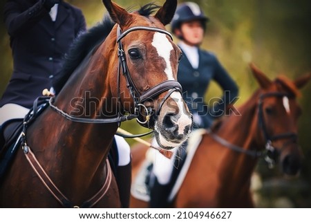  Portrait of a beautiful Bay horse with a rider sitting in the saddle, and in the background there is another horse saddled by a rider. Friends. Horseback riding. Equestrian sport. Royalty-Free Stock Photo #2104946627