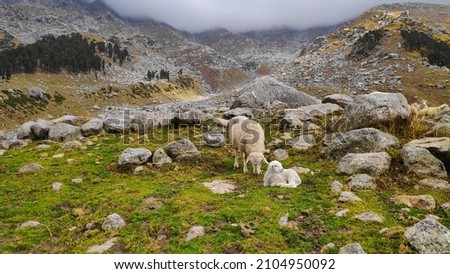 Lamb and Sheep, Laka, Triund, Indrahar Pass Trail, Dauladhar Range, Himachal Pradesh, India Royalty-Free Stock Photo #2104950092