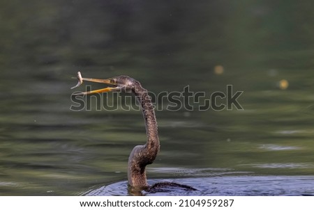 Oriental Darter or Indian snake bird (Anhinga melanogaster) catching fish at the water body.
