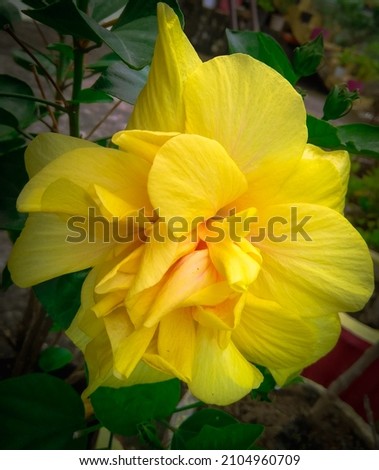Closeup of beautiful petals of yellow flower and green leaves, plant growing in the garden, nature photography, gardening background