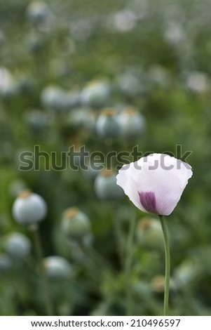 View of poppy flower with the background