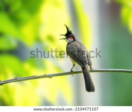 Red whiskered bulbul on a branch