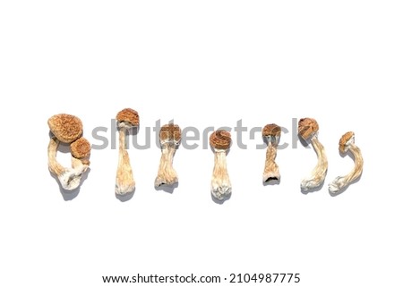 Psilocybe Cubensis mushrooms on white background, isolated layout. Psilocybin psychedelic magic mushrooms Golden Teacher. Top view, flat lay. Magic consciousness concept. Royalty-Free Stock Photo #2104987775