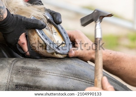 Horsehoeing process: A blacksmith preparing a horses hoof and a horseshoe. A farrier at work Royalty-Free Stock Photo #2104990133