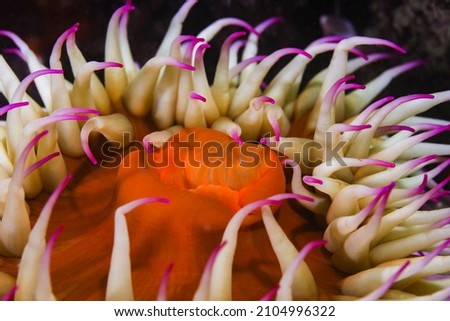 A close-up of a False plum anemone underwater (Pseudactinia flagellifera) with an orange body and cream tentakles with mauve tips.