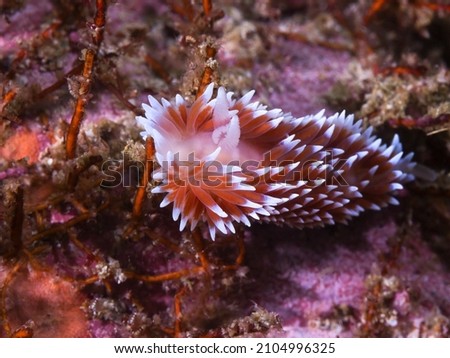 Silvertip nudibranch or sea slug underwater (Janolus capensis) moving over the reef. White body and brown cerata with white tips.