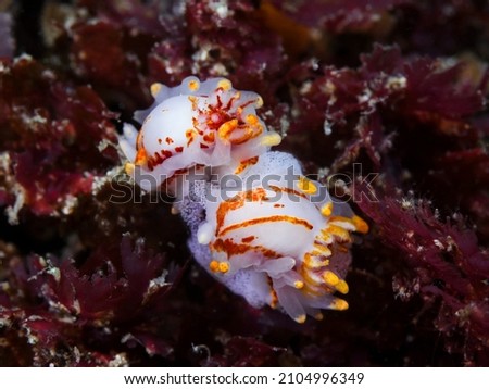 Two Fiery nudibranchs or sea slugs underwater (Okenia amoenula) sitting together with an egg mass. White bodies with orange lines and patches, numerous yellow tipped appendages.