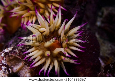A small False plum anemone underwater (Pseudactinia flagellifera) with an orange body and cream tentakles with mauve tips.