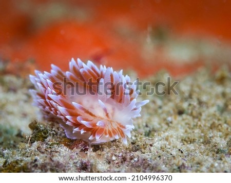 Silvertip nudibranch or sea slug underwater (Janolus capensis). White body and brown cerata with white tips.