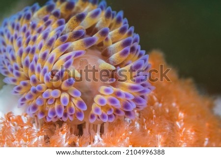 Close-up of a Gas flame nudibranch or sea slug (Bonisa nakaza) underwater facing the camera. Its body is densely covered with yellow cerata with purple to blue tips.