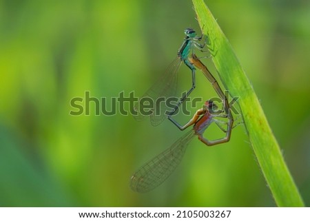 needle dragonfly,
Needle dragonflies are often found around ponds or rivers