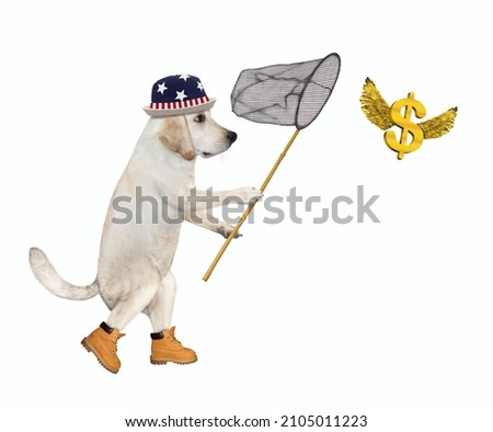 A dog labrador with a butterfly net catches gold winged dollars. White background. Isolated.