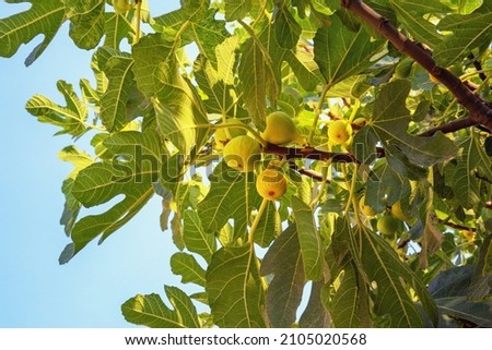 Branches of  fig tree ( Ficus carica ) with green leaves and fruit Royalty-Free Stock Photo #2105020568