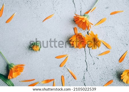 Top view of floral background layout with orange yellow calendula flowers, petals and buds over gray background spring concept with copy space.