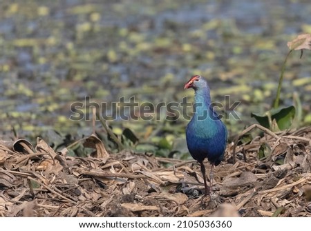 Grey-headed swamphen (Porphyrio poliocephalus) perched near  water body in forest.