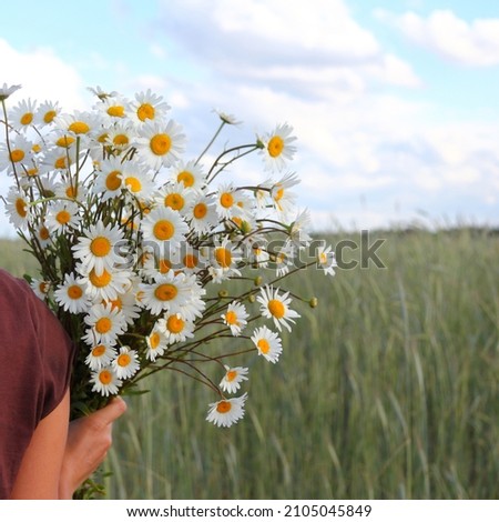 large bouquet of daisies in hand on the background of a field with clouds. summer wildflowers
