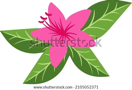 Hibiscus plant with green leaves. Exotic pink flower