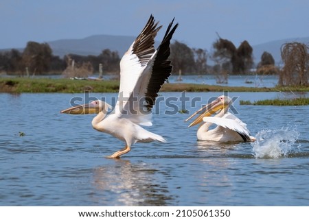 White pelican, Pelecanus onocrotalus, in Lake Kerkini, Greece. Pelicans on blue water surface. Wildlife scene from Europe nature. Bird mountain background. Birds with long orange bills. Royalty-Free Stock Photo #2105061350