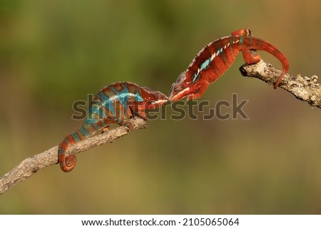 Adult male Ambilobe Panther Chameleon (Furcifer pardalis) Royalty-Free Stock Photo #2105065064