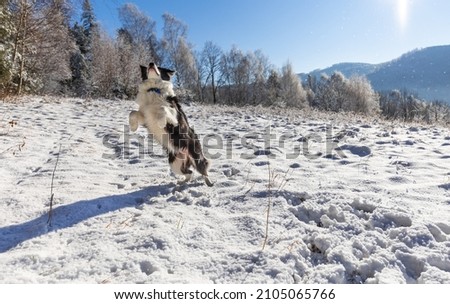 Dog in the snow having fun and jumps