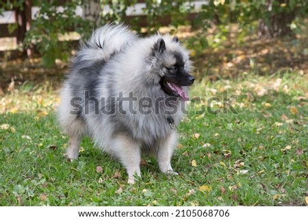 Deutscher wolfspitz puppy is standing in the autumn park. Keeshond or german spitz. Pet animals. Purebred dog. Royalty-Free Stock Photo #2105068706