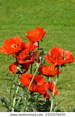 Oriental poppy Feuerriese flowers - Latin name - Papaver orientale Feuerriese Royalty-Free Stock Photo #2105076650