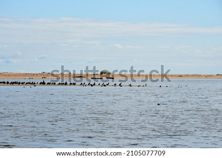 A view of a small peninsula having the form of a sandy beach covered from all sides with water and with many birds sitting at the edge of the coast seen on a sunny summer day in Poland