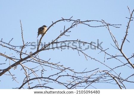 It's a picture of a sparrow, Phoenicurus auroreus taken in Korea.