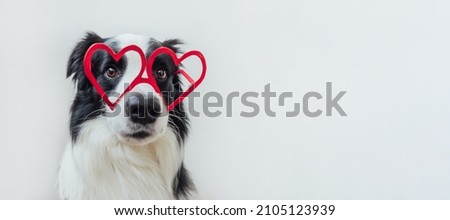 St. Valentine's Day concept. Funny puppy dog border collie in red heart shaped glasses isolated on white background. Lovely dog in love celebrating valentines day. Love lovesick romance banner Royalty-Free Stock Photo #2105123939