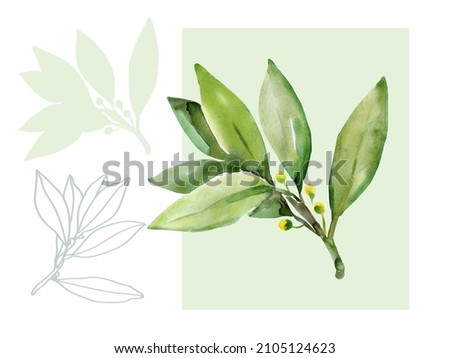 Pattern Tree laurel.Watercolor illustration.Image on white and colored background.