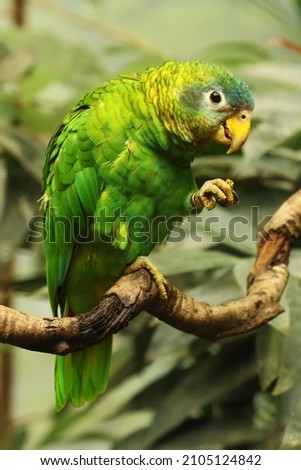 The Yellow-billed amazon (Amazona collaria) sitting on the old vertikal branch. The parrot is feeding. Green and blue parrot with red beak. Royalty-Free Stock Photo #2105124842