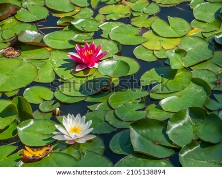 Water lily in the pond. Beautiful leaves of a water lily on the water. White water lily flower. Poland