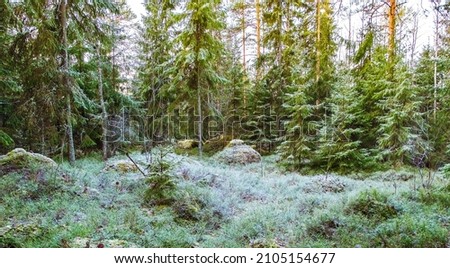 Autumn, forest landscape. Green spruces and a forest glade in the morning frost, lightning rays illuminate the treetops.