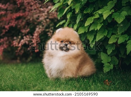 beautiful fluffy spitz dog posing against the background of green bushes and flowers