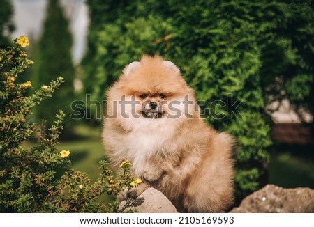 beautiful fluffy spitz dog posing against the background of green bushes and flowers