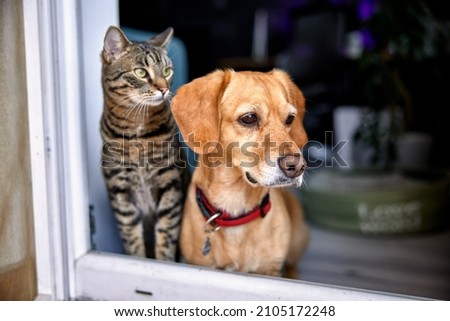 dog and cat as best friends, looking out the window together Royalty-Free Stock Photo #2105172248