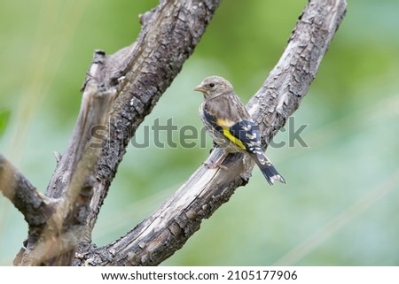 juvenile and adult goldfinches on perch Royalty-Free Stock Photo #2105177906