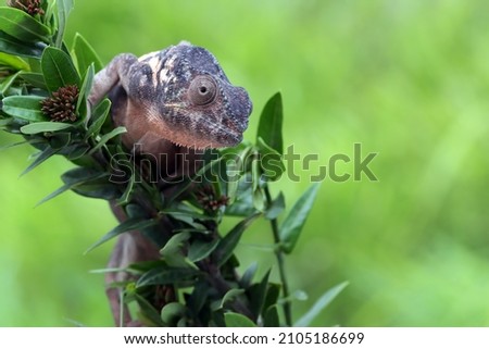 Female chameleon panther climbing on branch, chameleon panther on branch, Chameleon panther closeup