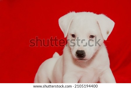 Beautiful white purebred puppy on a red background in the studio. close-up