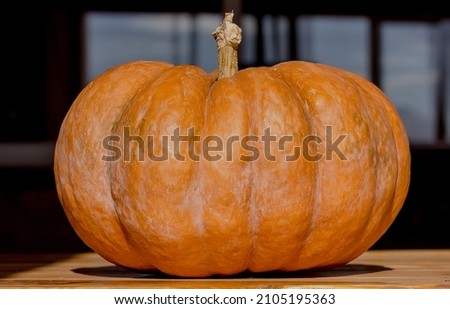 Large ripe yellow pumpkin on the table. detail