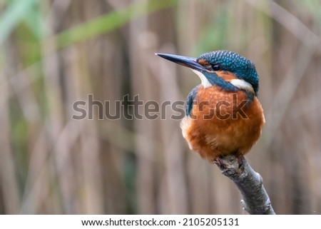 Common kingfisher (Alcedo atthis) perched on a tree stump, beautiful British bird Royalty-Free Stock Photo #2105205131