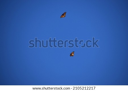 Monarch Butterflies flying isolated on blue sky
