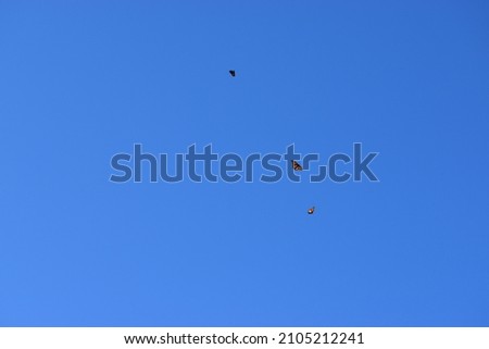 Monarch Butterflies flying isolated on blue sky