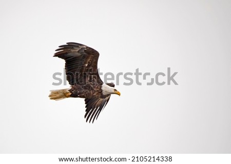 Adult bald eagle with wings arched flying in the sky isolated