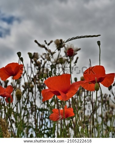 bright red poppies in the field